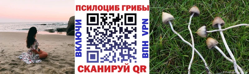 Псилоцибиновые грибы Psilocybe  Тбилисская 